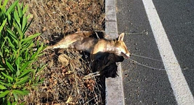 ÇALDIĞI TAVUĞU YİYEMEDEN ARABA ÇARPTI