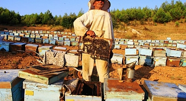 ÇAM BALINDA REKOLTE YÜKSELİYOR