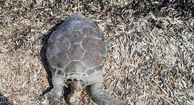 DATÇA’DA DENİZ KAPLUMBAĞASI SAHİLE VURDU