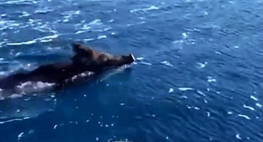 DOMUZ’UN DENİZ KEYFİ