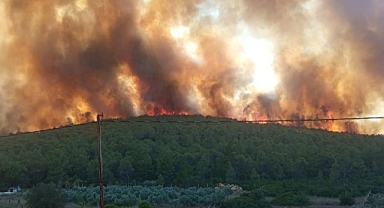 ENERJİ NAKİL HATTINA KONAN KARGALAR ORMANI YAKTI