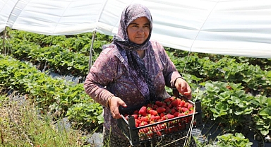 KÖYCEĞİZ YAYLASINDAN ZİNCİR MARKET RAFLARINA