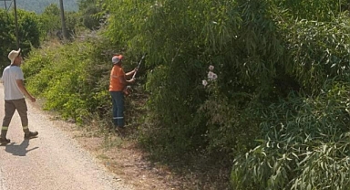 MARMARİS’TE YANGINA KARŞI AĞAÇLAR BUDANIYOR
