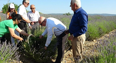 MUĞLA BÜYÜKŞEHİR BELEDİYESİNDEN LAVANTA HASAT ŞENLİĞİ