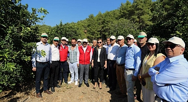 MUĞLA’DA NARENCİYE BAHÇELERİNE ‘SİNEK’ TUZAĞI