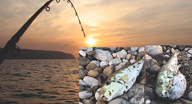 VATANDAŞLARIN OLTALARINA BALON BALIĞI TAKILIYOR