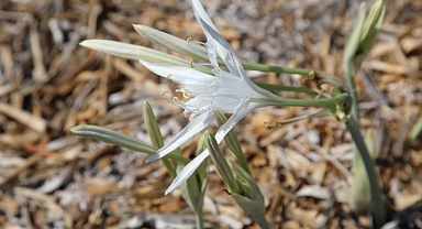 BU ÇİÇEĞİ KOPARMANIN CEZASI 244 BİN 315 LİRADAN BAŞLIYOR