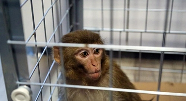 FİRARİ MAYMUN YAKALANDI