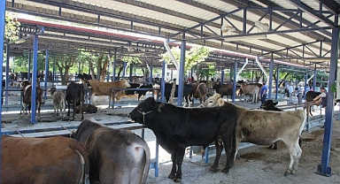 MUĞLA’DA 7 YILDA HAYVAN SAYISI ARTTI