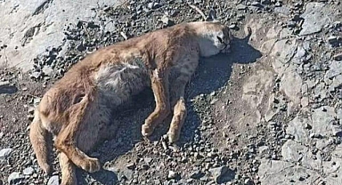 ‘ORMAN’IN HAYALET KEDİSİ’ KARAKULAK ÖLÜ BULUNDU