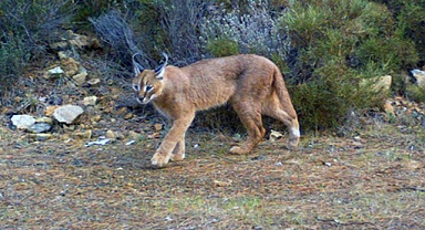 ‘ORMANIN SIRRI: KARAKULAK’ DOĞA FİLMLERİ FESTİVALİ'NDE FİNALE KALDI