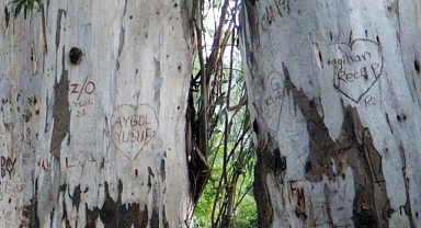 SEVGİ YOLUNUN OKALİPTÜS AĞAÇLARI 'İLANI AŞK TAHTASI'NA DÖNDÜ