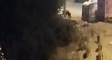 TATİL CENNETİNDE DOMUZLARIN RAHATLIĞI