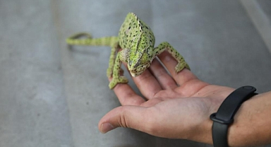 YARALI BUKALEMUN TEDAVİ EDİLİYOR