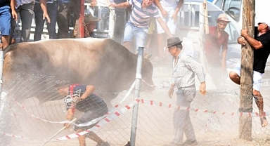 BOĞA GÜREŞİNDE BOĞALAR SEYİRCİNİN ARASINA DALDI 2 KİŞİ YARALANDI