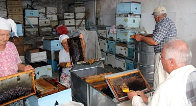 ÇAM BALINDA REKOLTE BEKLENTİSİ 14-15 BİN TON