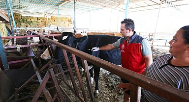 MUĞLA’DA SONBAHAR DÖNEMİ ŞAP AŞILAMASI BAŞLADI