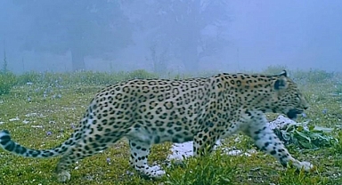 YILLARDIR SÜREN ÇALIŞMALAR SONUÇ VERDİ, ANADOLU PARSI GÖRÜNTÜLENDİ