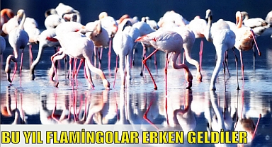 BU YIL FLAMİNGOLAR ERKEN GELDİLER