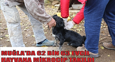 MUĞLA’DA 62 BİN 63 EVCİL HAYVANA MİKROÇİP TAKILDI