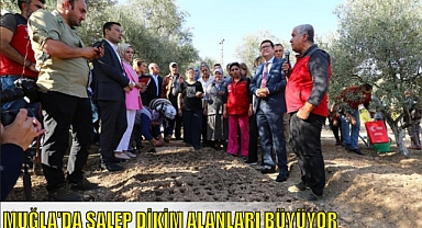 MUĞLA’DA SALEP DİKİM ALANLARI BÜYÜYOR