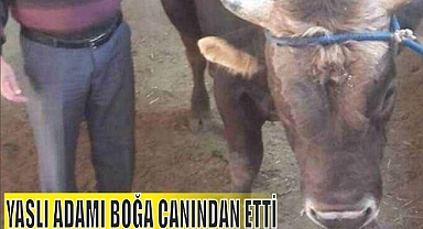 YAŞLI ADAMI BOĞA CANINDAN ETTİ