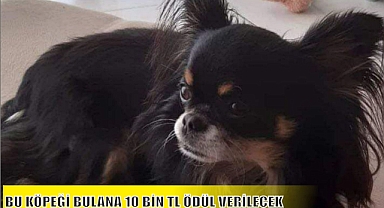 BU KÖPEĞİ BULANA 10 BİN TL ÖDÜL VERİLECEK