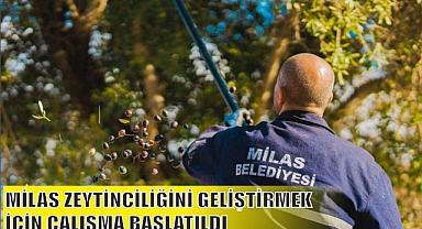 MİLAS ZEYTİNCİLİĞİNİ GELİŞTİRMEK İÇİN ÇALIŞMA BAŞLATILDI