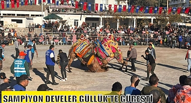 ŞAMPİYON DEVELER GÜLLÜK'TE GÜREŞTİ