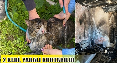 2 KEDİ, YARALI KURTARILDI