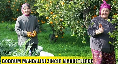 BODRUM MANDALİNİ ZİNCİR MARKETLERDE