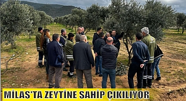 MİLAS’TA ZEYTİNE SAHİP ÇIKILIYOR