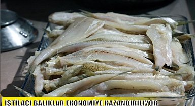 İSTİLACI BALIKLAR EKONOMİYE KAZANDIRILIYOR