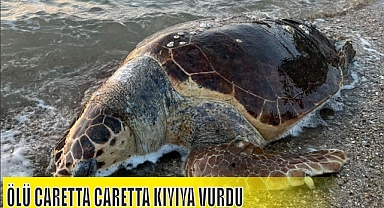 ÖLÜ CARETTA CARETTA KIYIYA VURDU