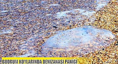 BODRUM KOYLARINDA DENİZANASI PANİĞİ