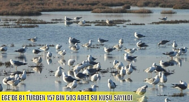 EGE'DE 81 TÜRDEN 157 BİN 503 ADET SU KUŞU SAYILDI