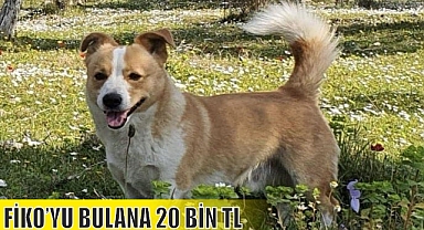 FİKO’YU BULANA 20 BİN TL