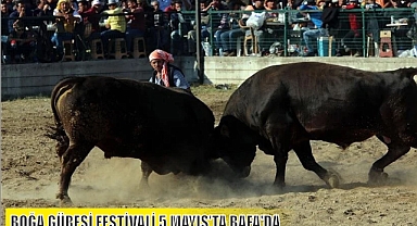 BOĞA GÜREŞİ FESTİVALİ 5 MAYIS'TA BAFA'DA