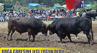 BOĞA GÜREŞİNE İLGİ YOĞUN OLDU