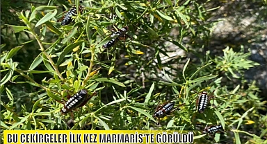 BU ÇEKİRGELER İLK KEZ MARMARİS'TE GÖRÜLDÜ
