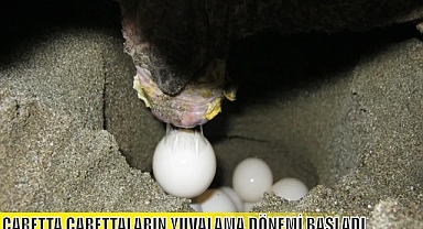 CARETTA CARETTALARIN YUVALAMA DÖNEMİ BAŞLADI