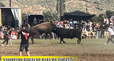 ŞAMPİYON BOĞALAR BAFA'DA GÜREŞTİ
