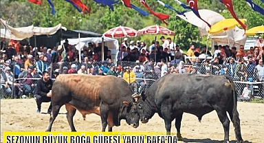 SEZONUN BÜYÜK BOĞA GÜREŞİ YARIN BAFA'DA