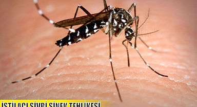 İSTİLACI SİVRİ SİNEK TEHLİKESİ