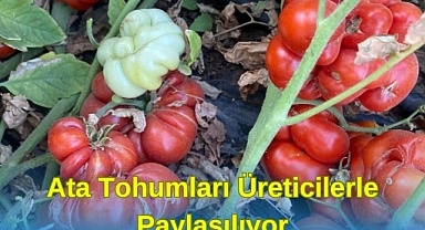 ATA TOHUMLARINI ÜRETİCİLERLE PAYLAŞIYOR