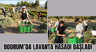 BODRUM’DA LAVANTA HASADI BAŞLADI