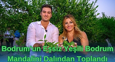 Bodrum’un Eşsiz Yeşili Bodrum Mandalini Dalından Toplandı