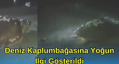 Deniz Kaplumbağasına Yoğun İlgi Gösterildi