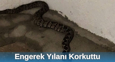 Engerek Yılanı Korkuttu
