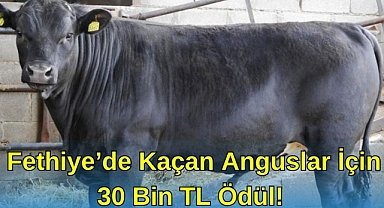 Fethiye'de Kaçan Anguslar İçin 30 Bin TL Ödül!